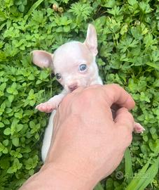 Chihuahua Maschio, occhi azzurri mini