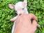 Immagine 1