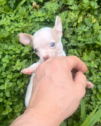 Chihuahua Maschio, occhi azzurri mini