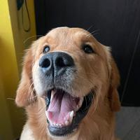 Golden maschio per monta