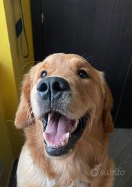 Golden maschio per monta