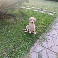 Cucciolo di Labrador retriver