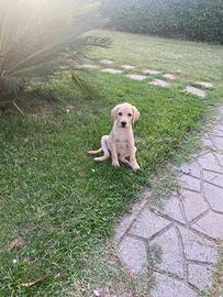 Cucciolo di Labrador retriver