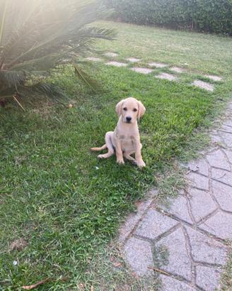 Cucciolo di Labrador retriver