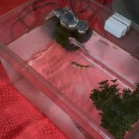 Vaschetta per pesci 11lt in plastica dura e resist