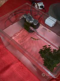 Vaschetta per pesci 11lt in plastica dura e resist