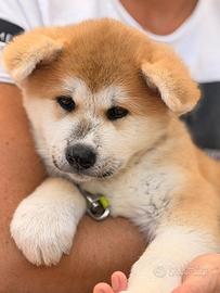 Cucciola Akita Inu