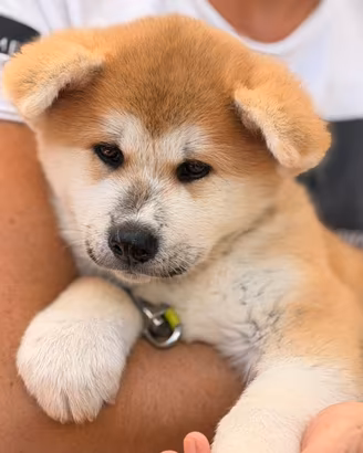 Cucciola Akita Inu
