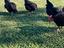 Immagine 4