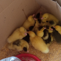 Disponibili anatroccoli di anatre mute