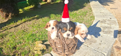 Cuccioli cane Cavalier King -1 mese