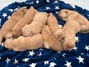 cuccioli-di-golden-linea-americana-100-