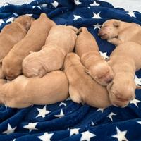 Cuccioli di Golden Linea Americana 100%