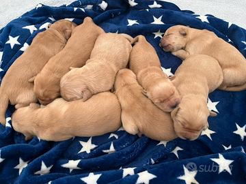 Cuccioli di Golden Linea Americana 100%