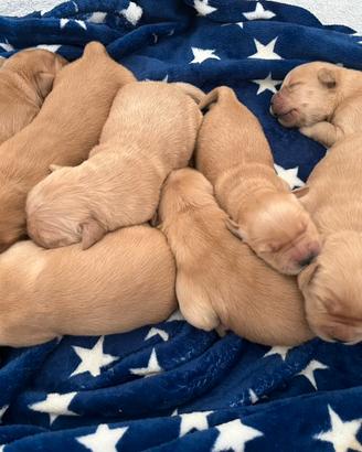 Cuccioli di Golden Linea Americana 100%