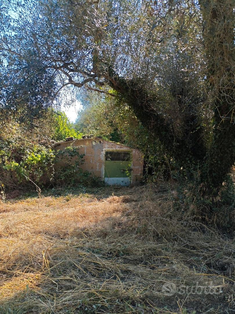 Uliveto 1 Ettaro Piante Secolari Casale Olio - Vista 4