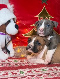 Cuccioli di Amstaff con Pedigree ENCI