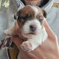Jack Russell Terrier pedigree ENCI - broken/ruvidi