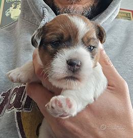 Jack Russell Terrier pedigree ENCI - broken/ruvidi