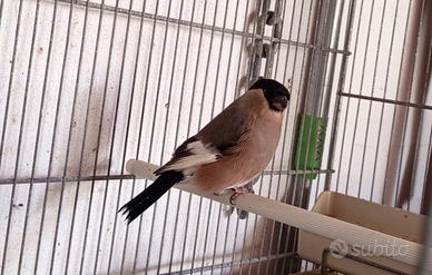 Ciuffolotto pyrrhula pyrrhula