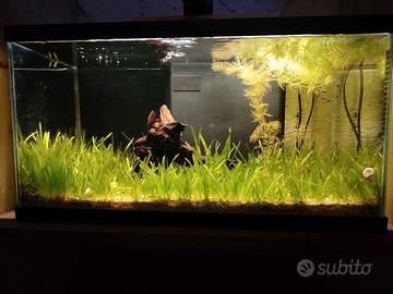 Acquario 