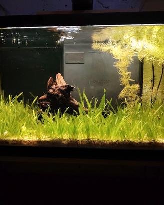 Acquario 