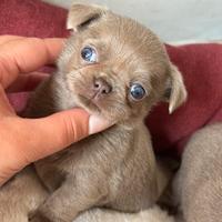 Chihuahua meravigliosa