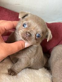 Chihuahua meravigliosa