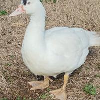 Anatroccolo maschio