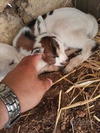 Caprette nane