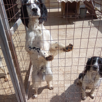 Springer spaniel inglese