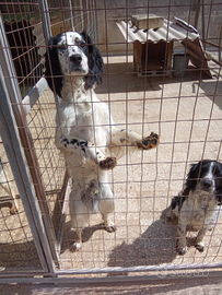 Springer spaniel inglese