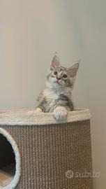 Cucciola Maine Coon
