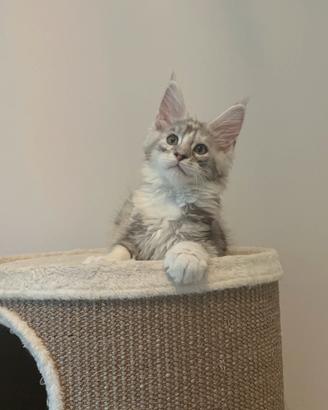 Cucciola Maine Coon