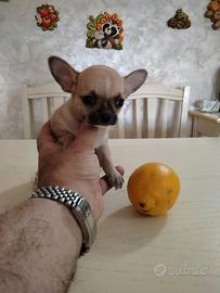 Cucciolo Toy di Chihuahua Maschio .+