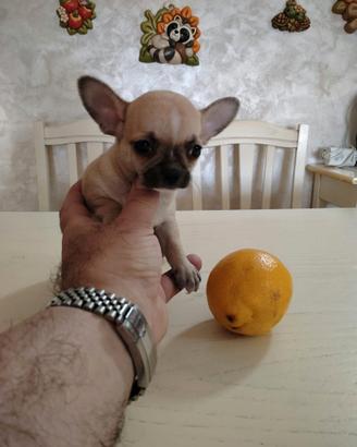 Cucciolo Toy di Chihuahua Maschio .+