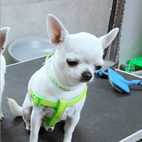 Monta/Accoppiamento Stalloncino di Chihuahua