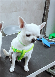 Monta/Accoppiamento Stalloncino di Chihuahua