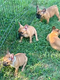 Cuccioli di bulldog francese Red