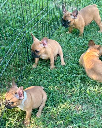 Cuccioli di bulldog francese Red