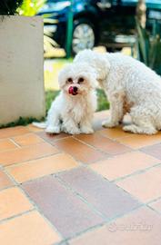 Bichon Frise a poil nati in casa. 
