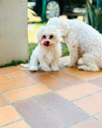 Bichon Frise a poil nati in casa. 