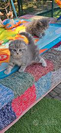 Fantastici gattini scottish fold