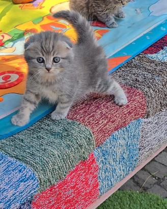 Fantastici gattini scottish fold