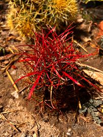 Collezione ferocactus