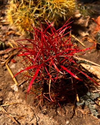 Collezione ferocactus