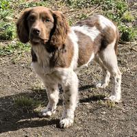 Springer spaniel