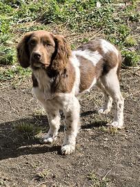 Springer spaniel