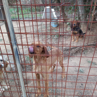Cani da caccia al cinghiale