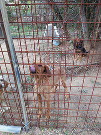 Cani da caccia al cinghiale